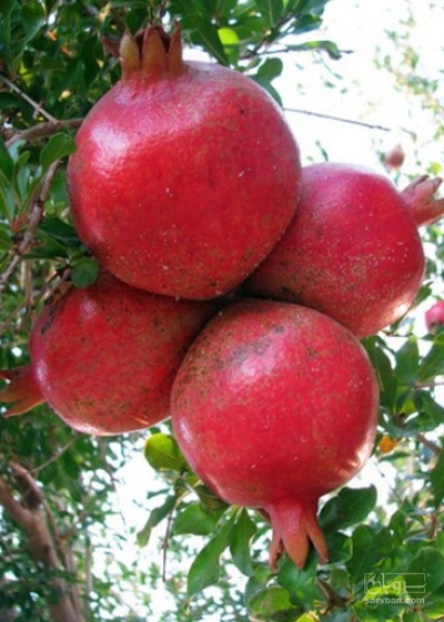 فروش انار