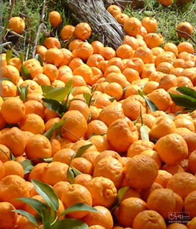 فروش نارنگی