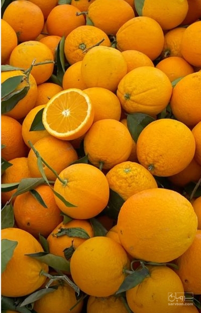 فروش پرتقال