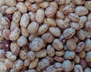 فروش لوبیا چیتی