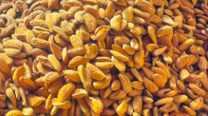 فروش بادام