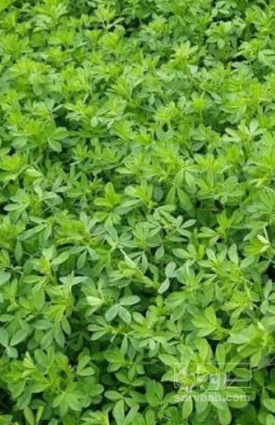 فروش یونجه