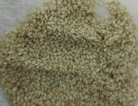 فروش کنجد
