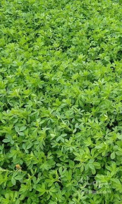 فروش یونجه