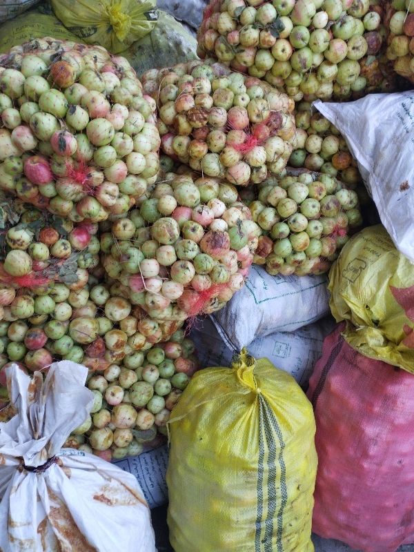 فروش سیب