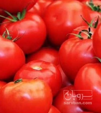 فروش گوجه فرنگی