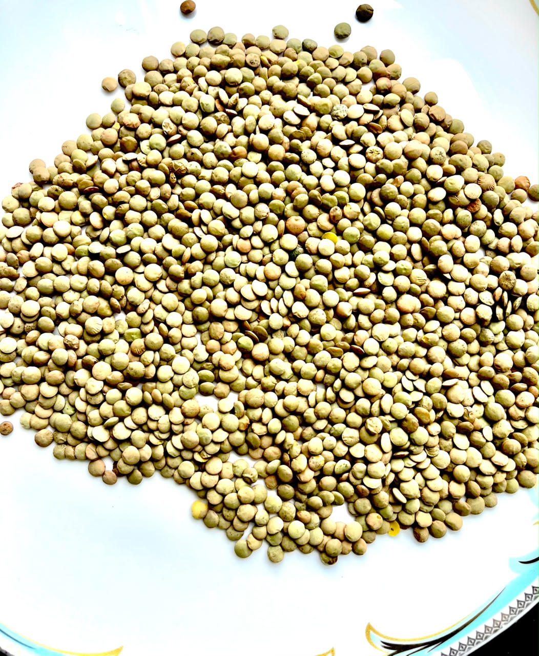 عدس روسی(عمده حداقل ۵ تن)