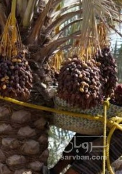 فروش خرما مضافتی