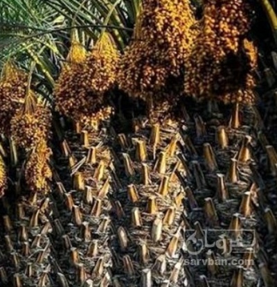 فروش خرما ربی