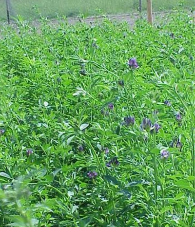 فروش یونجه