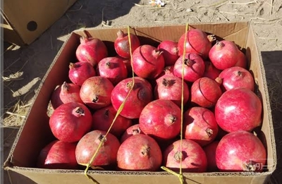 فروش انار