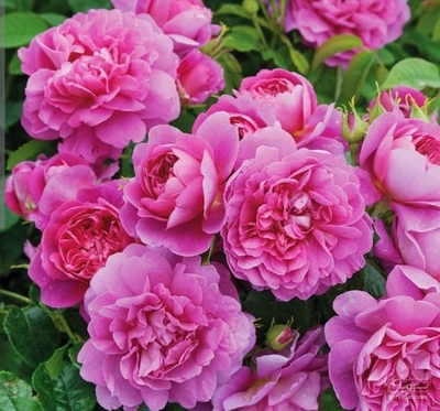 فروش گل محمدی (گیاه‌ دارویی)