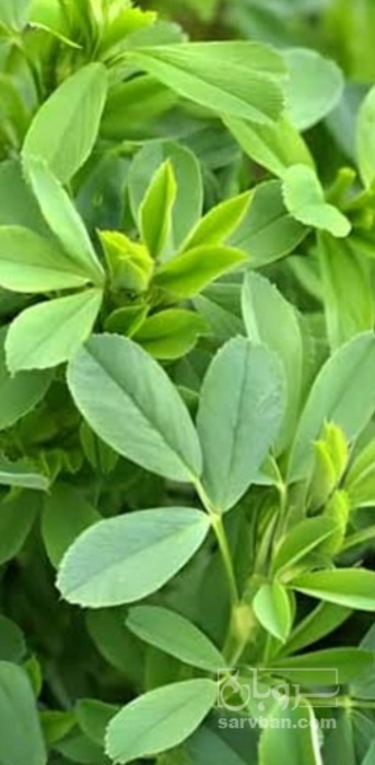 فروش یونجه