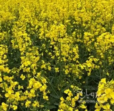 فروش کلزا