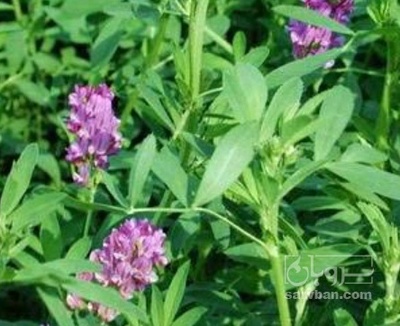 فروش یونجه