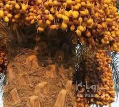 فروش خرما مجول