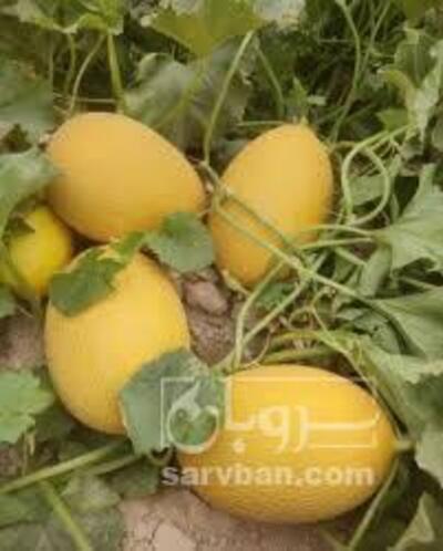 فروش خربزه