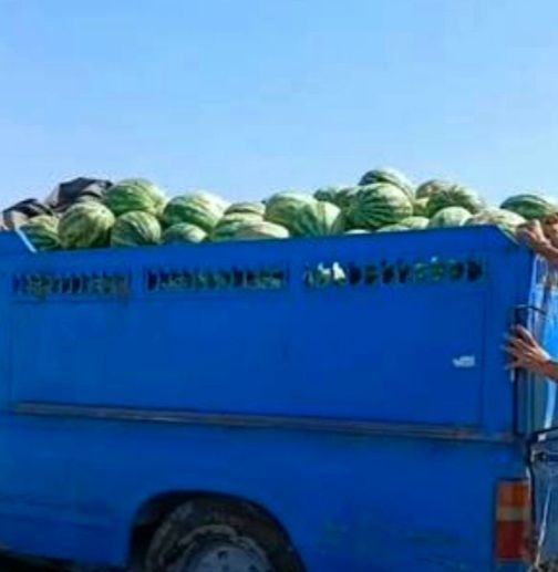 فروش هندوانه جوین