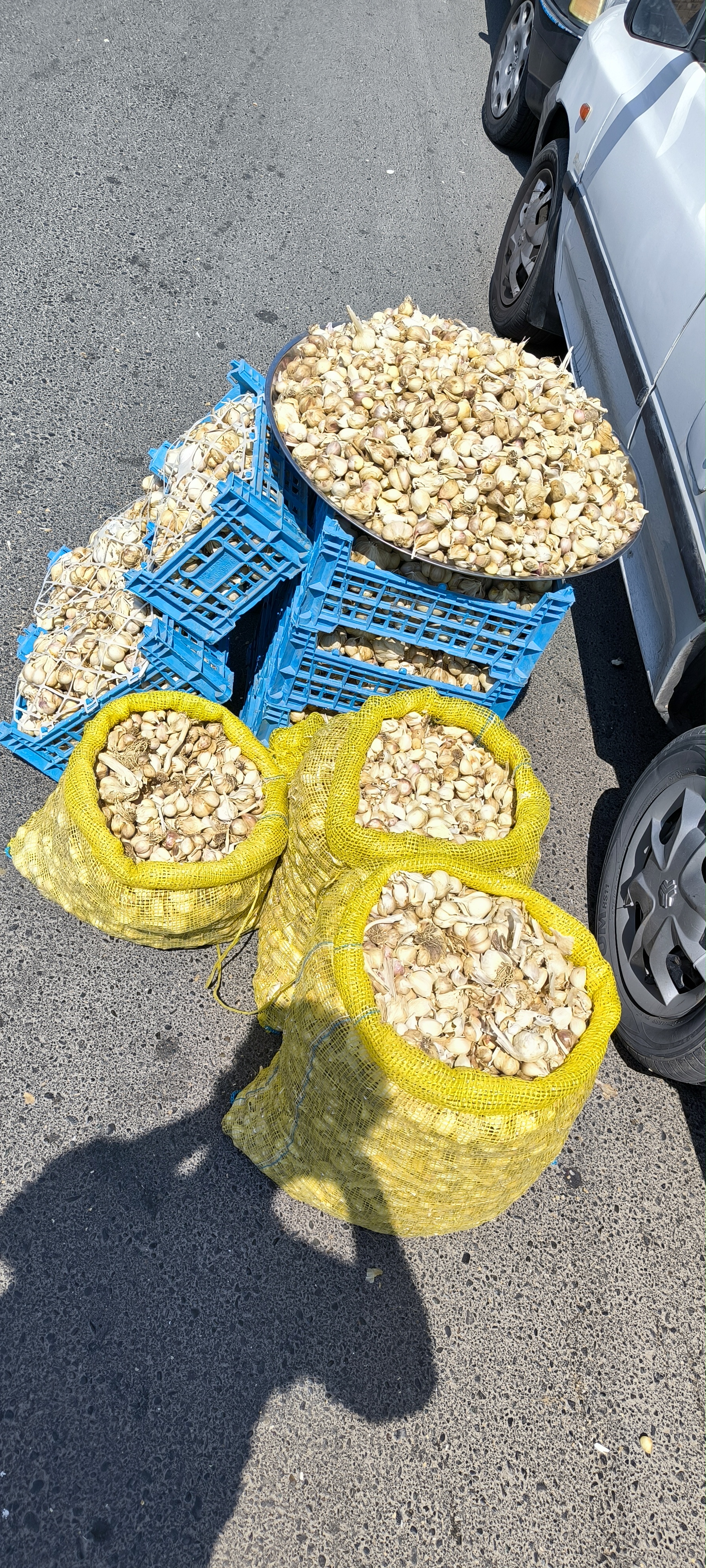 فروش سیر