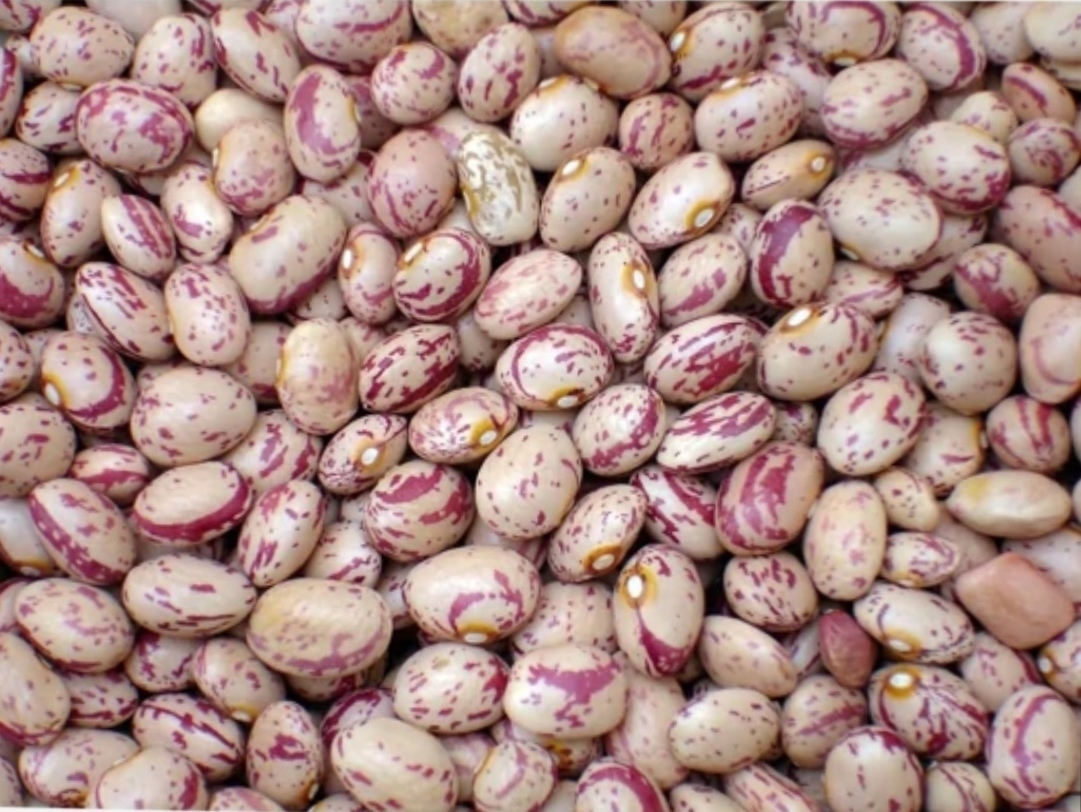 فروش لوبیا چیتی
