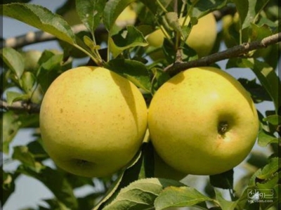فروش سیب زرد