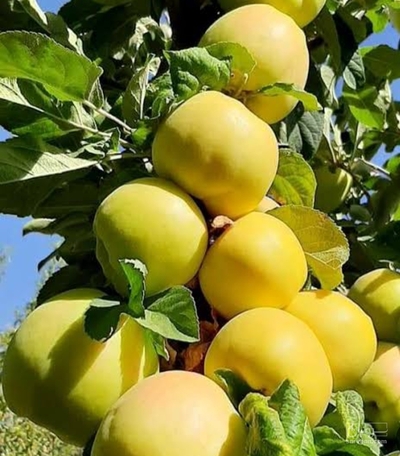 فروش سیب زرد