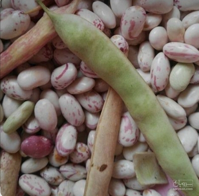 فروش لوبیا چیتی