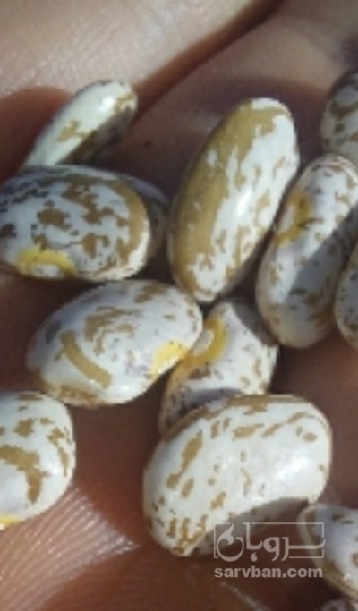 فروش لوبیاارتشی