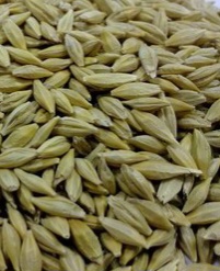 فروش جو بذری