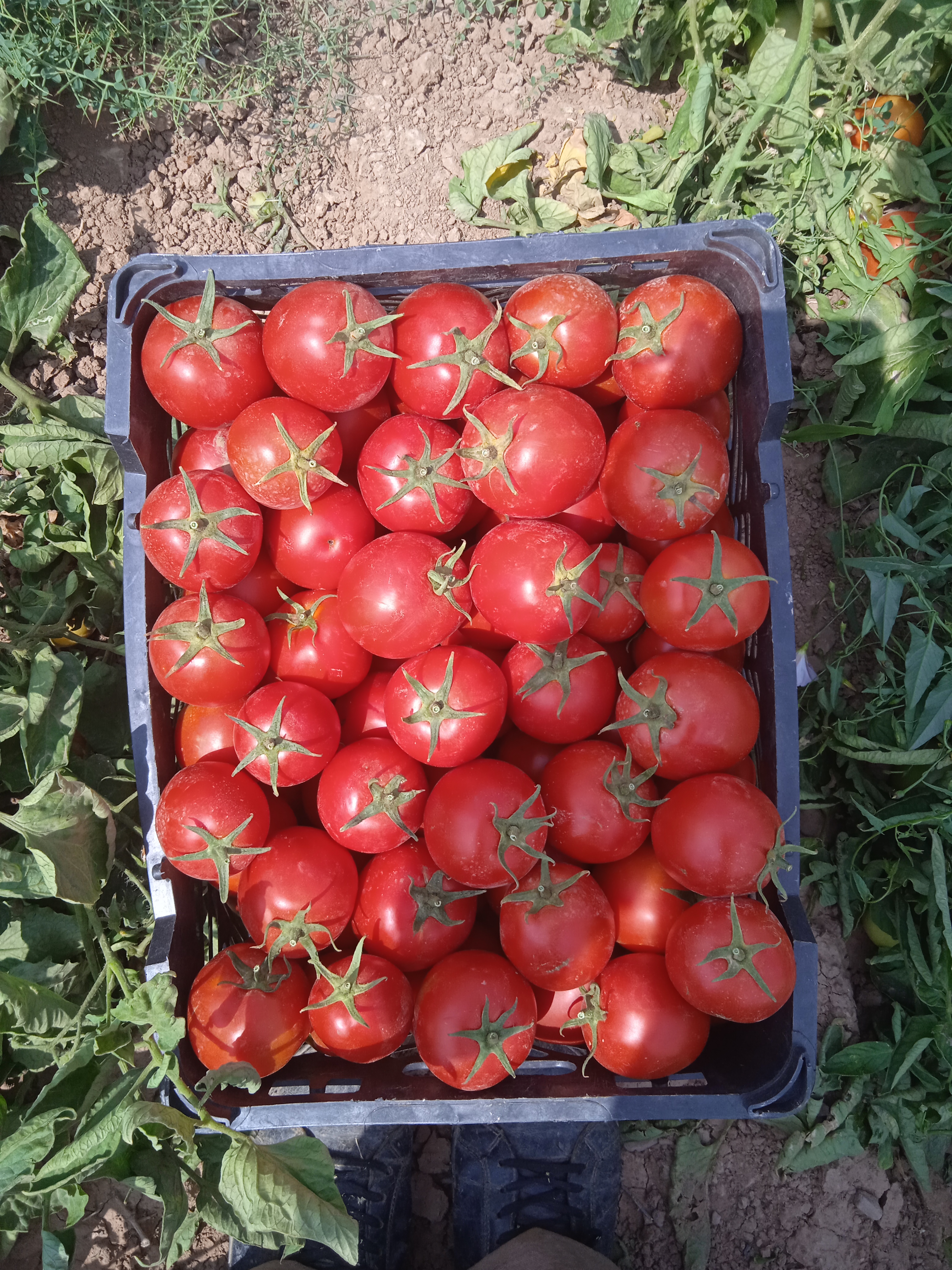 فروش گوجه فرنگی