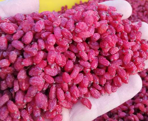 فروش زرشک