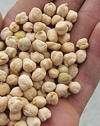 فروش نخود