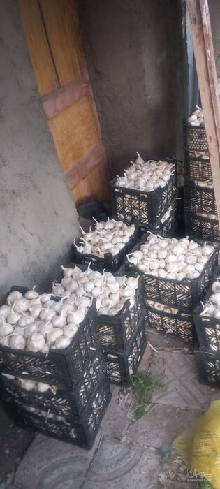 فروش سیر