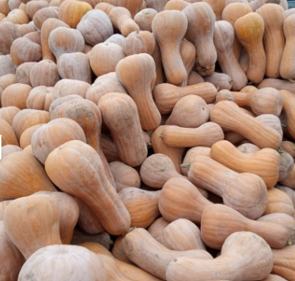 فروش کدو