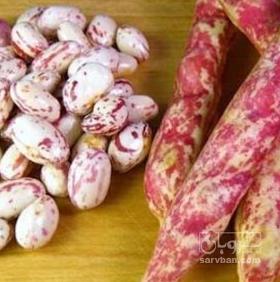 فروش لوبیا چیتی