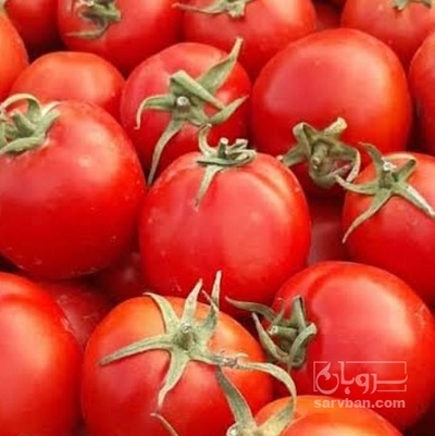 فروش گوجه فرنگی