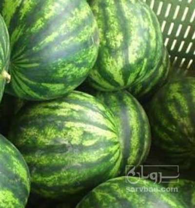 فروش هندوانه
