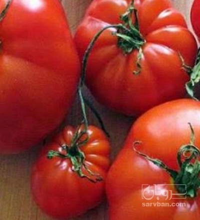 فروش گوجه فرنگی