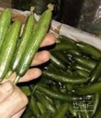 فروش خیار خیار شوری