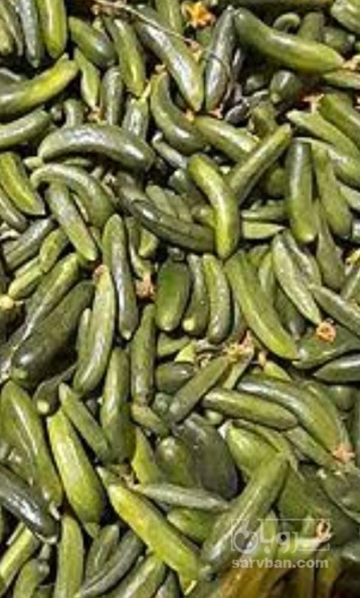 فروش خیار تره باری
