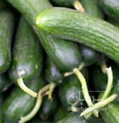 فروش خیار سالادی