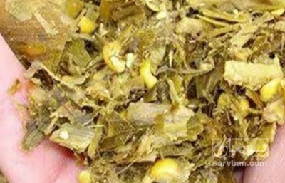 فروش ذرت علوفه ای