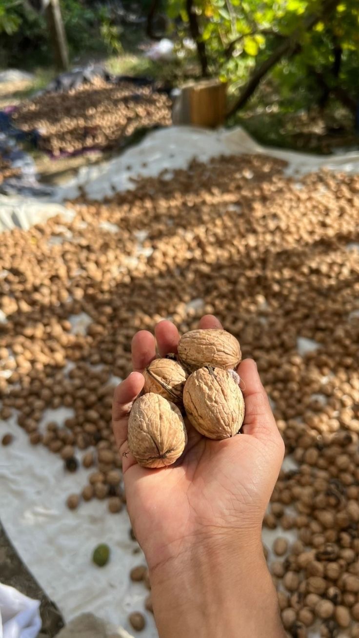 فروش گردو