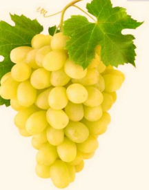 فروش انگور