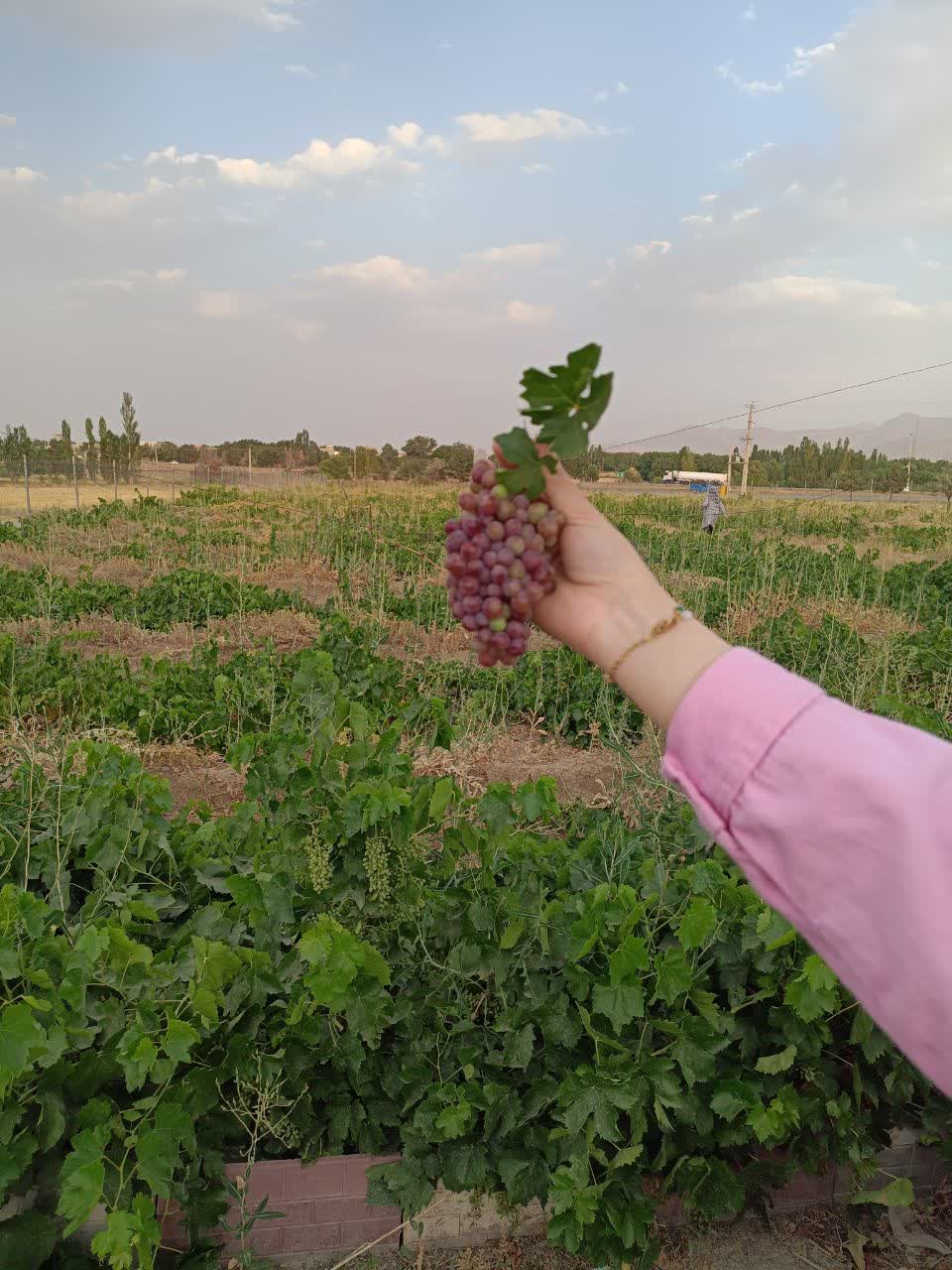 فروش انگور