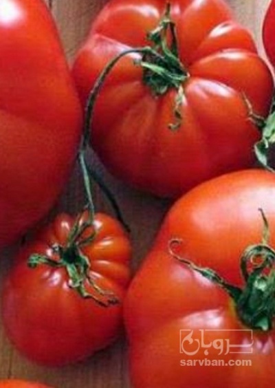 فروش گوجه فرنگی