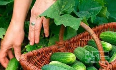 فروش خیار تره باری