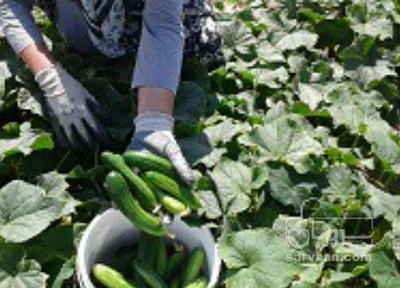 فروش خیار سالادی
