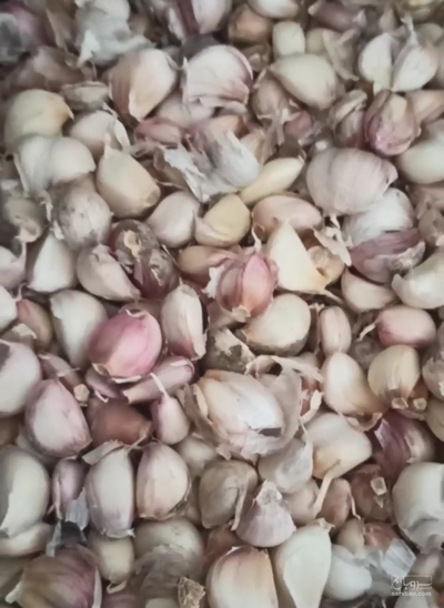 فروش سیر