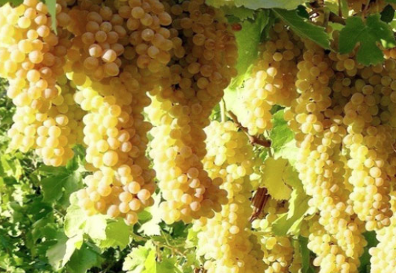 فروش انگور سفید بی دانه